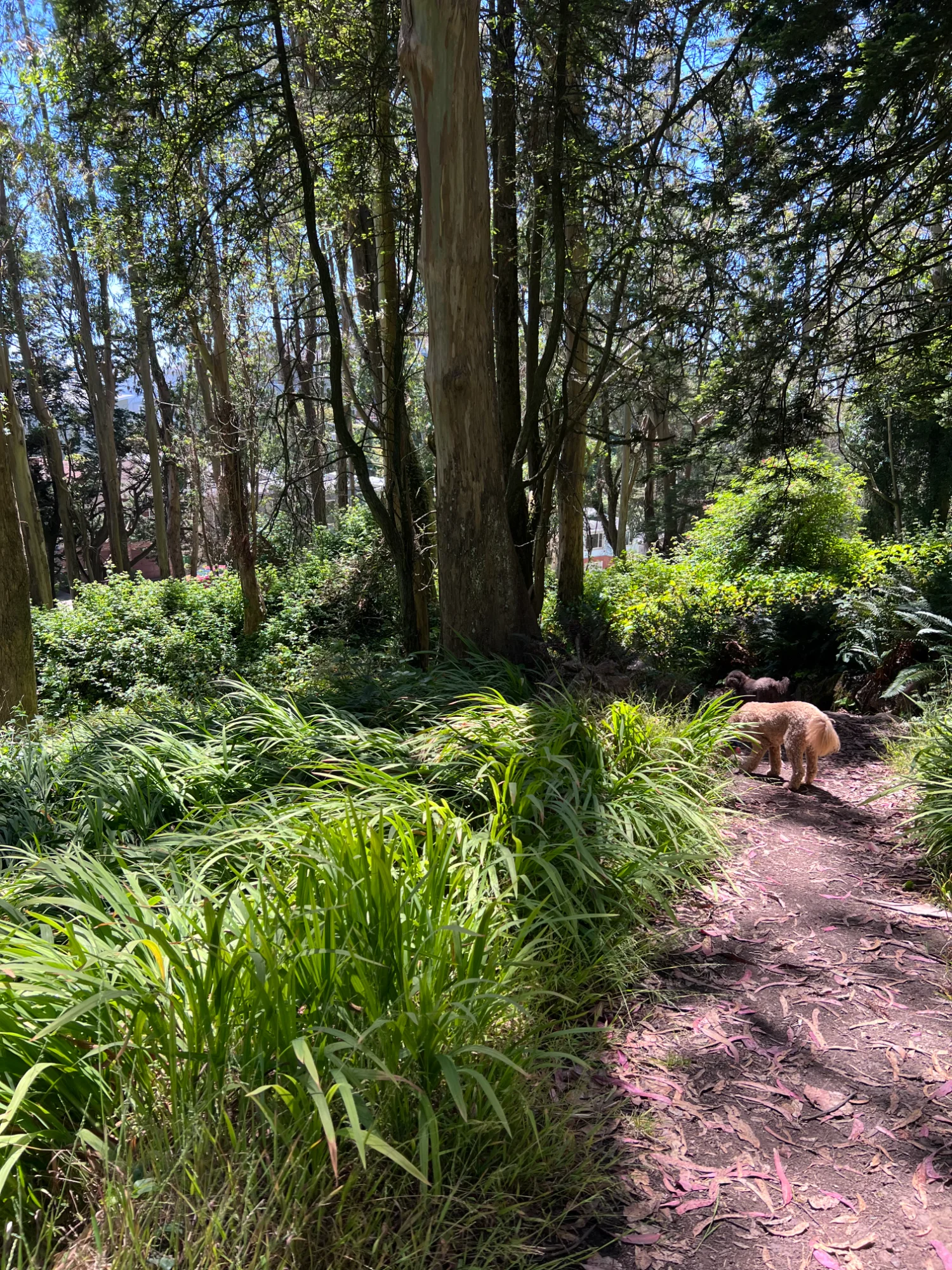 Contact Doggie Business - Premium San Francisco Dog Walking Service