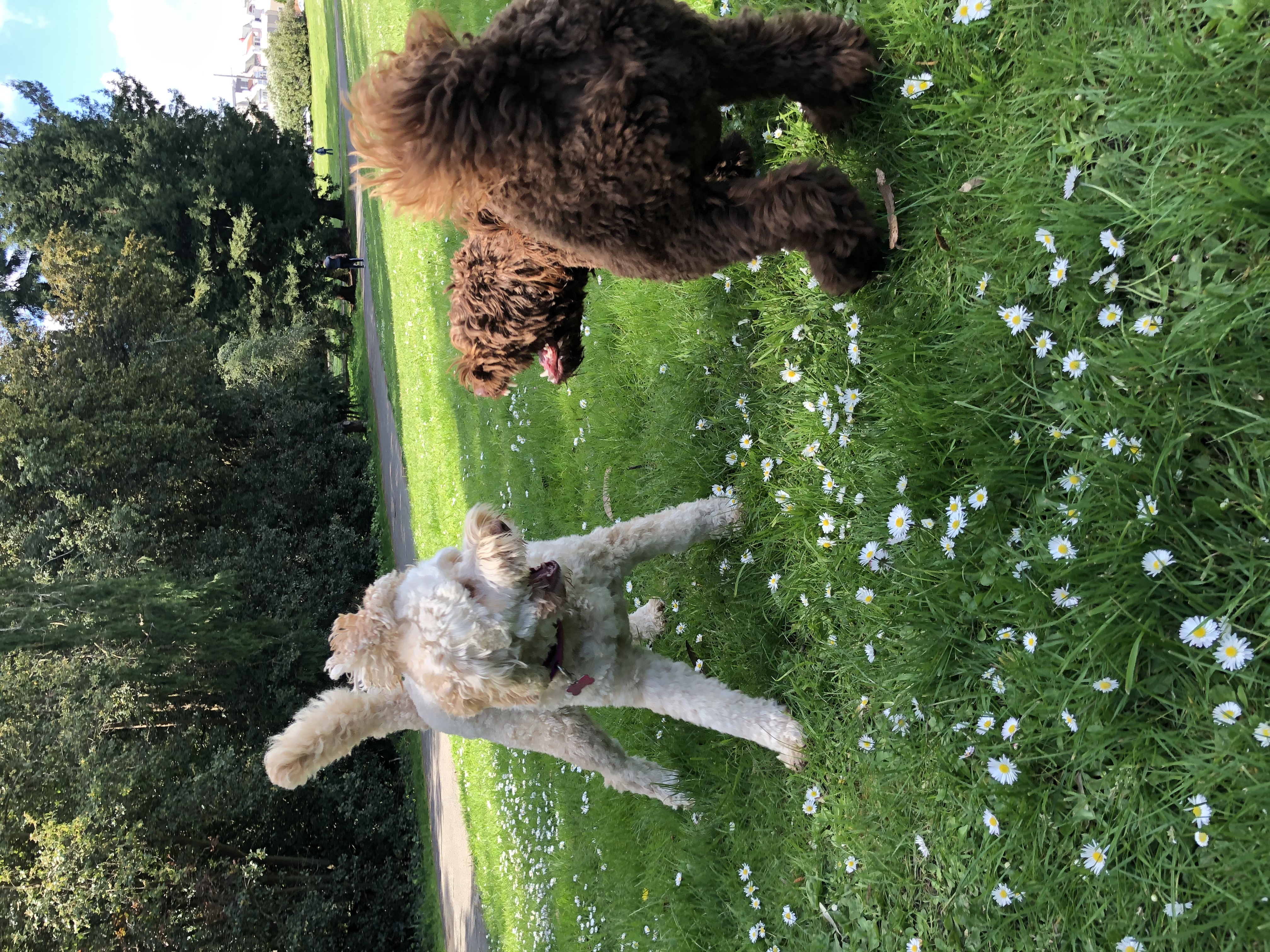Dogs playing at Stern Grove with daisies
