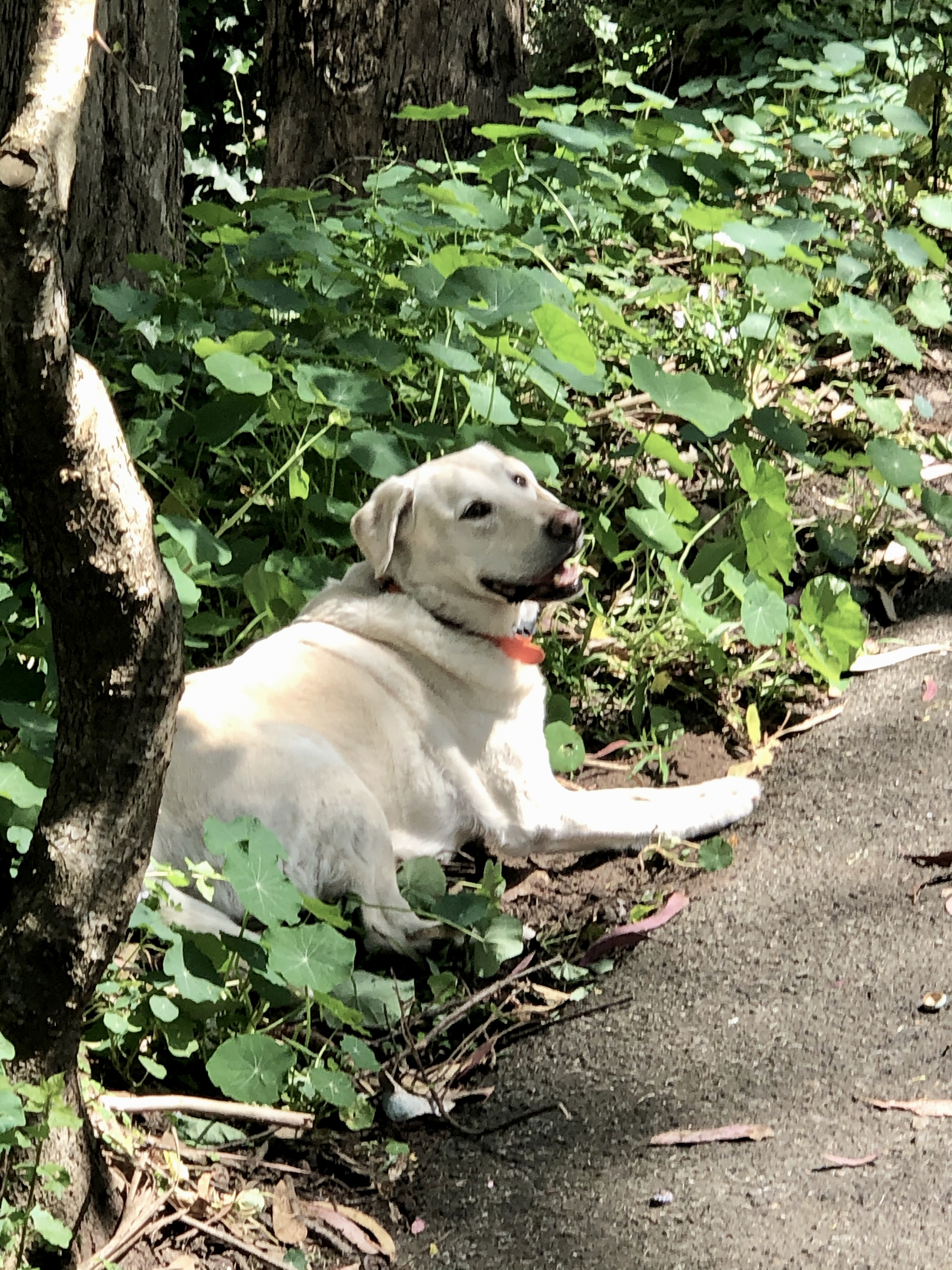 Dog relaxing on Stern Grove trail