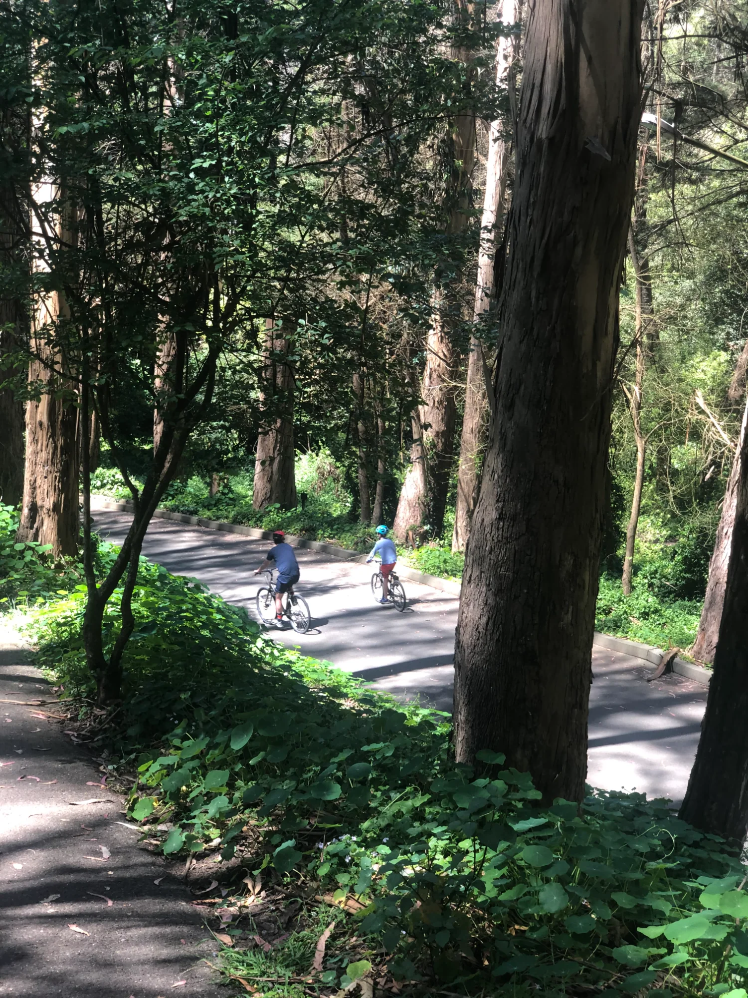 Beautiful wooded trails at Stern Grove