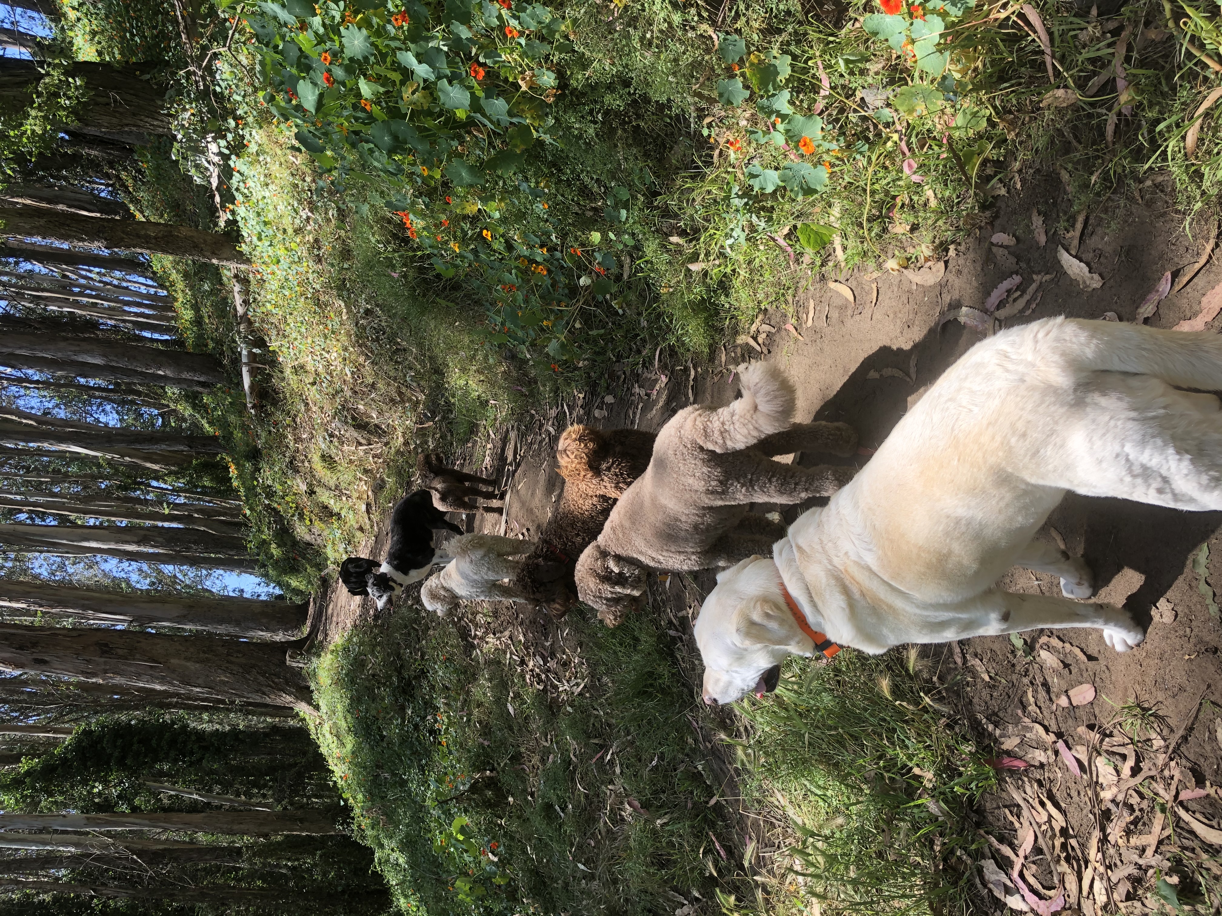 Pack exploring trail with flowers at Stern Grove