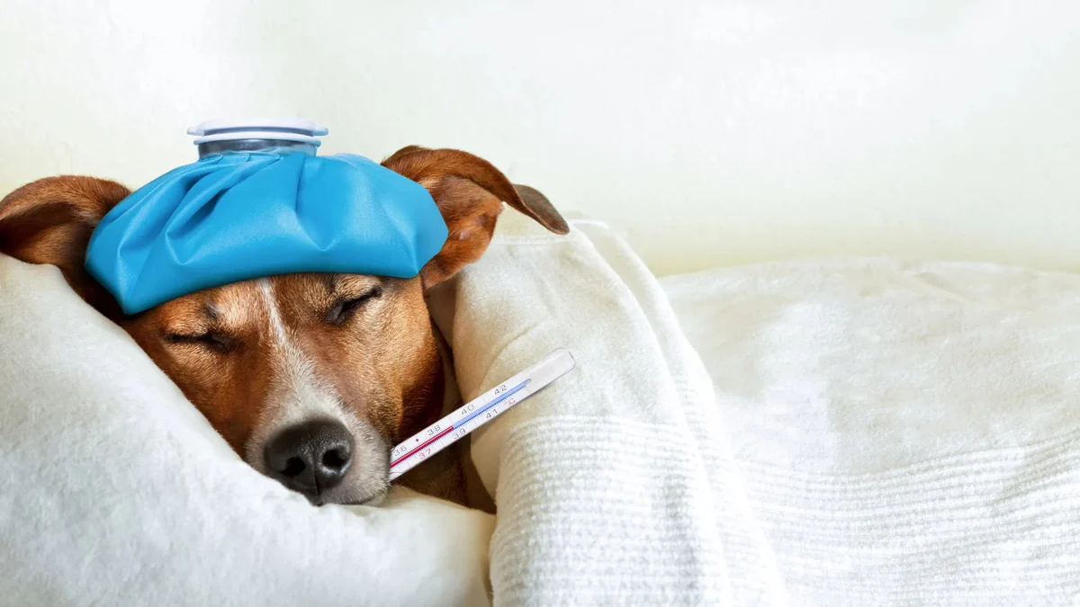 Sick dog with ice pack and thermometer
