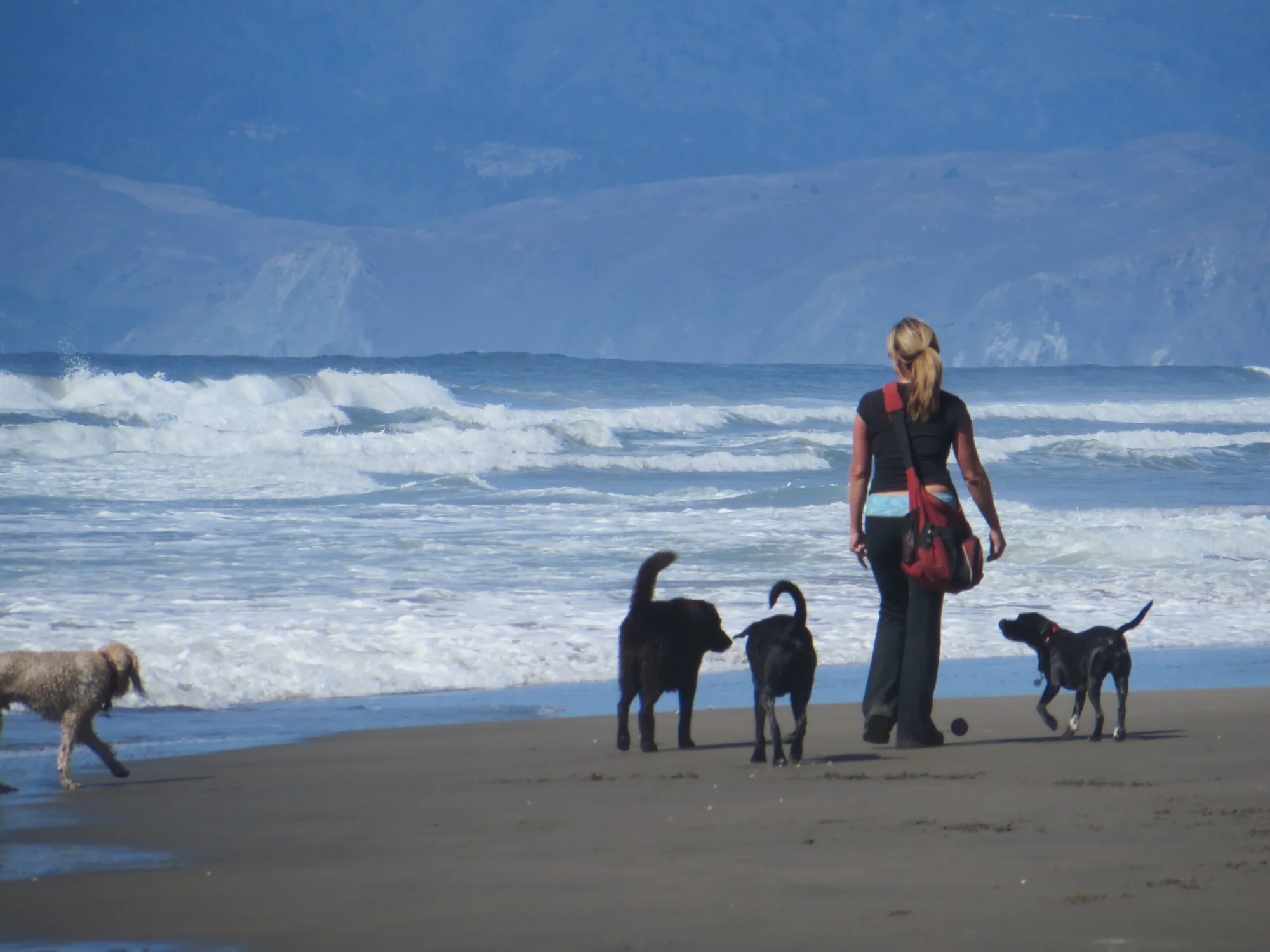 Janet walking dogs at the beach in San Francisco