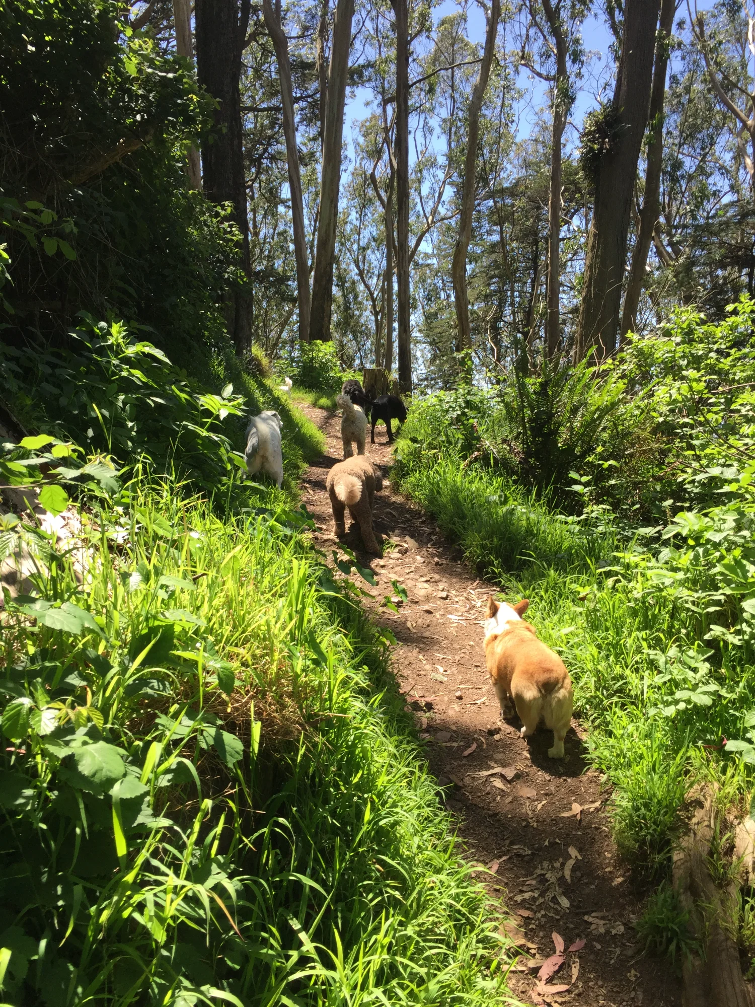 Dogs exploring at Stern Grove