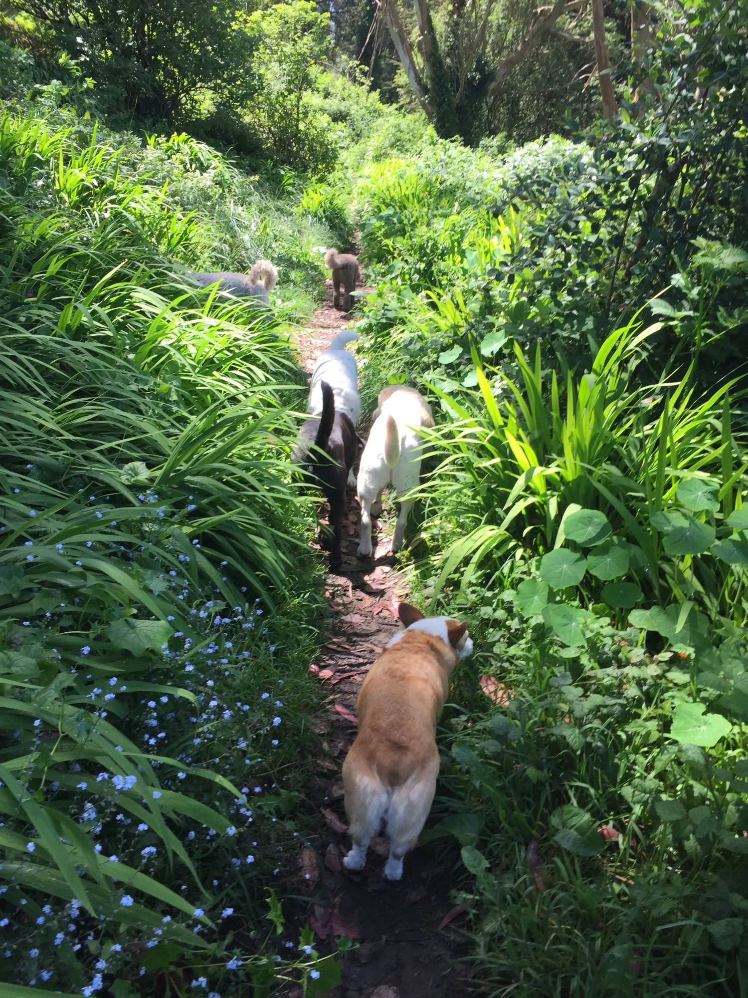 Dogs exploring at Stern Grove