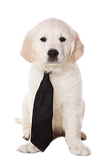 Well-dressed puppy in a necktie