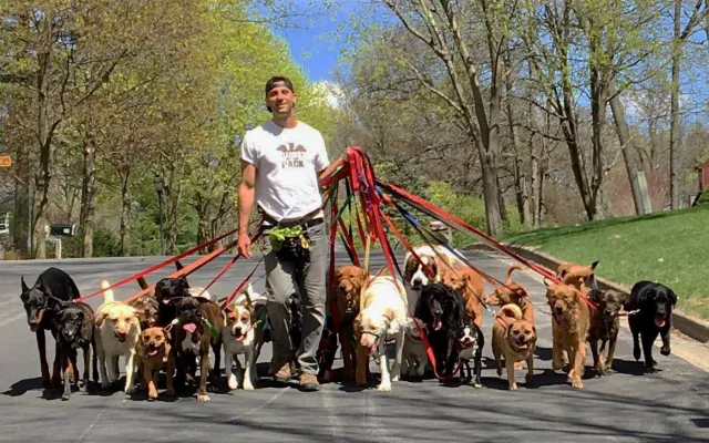 My Thoughts on Discount Dog Walkers