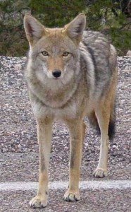 Coyote