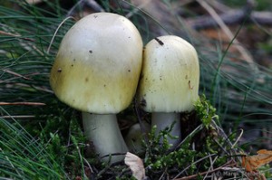 Death Cap Mushroom