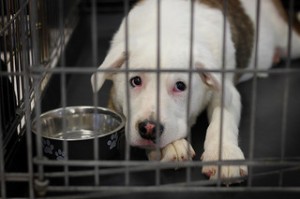 Sad dog in crate