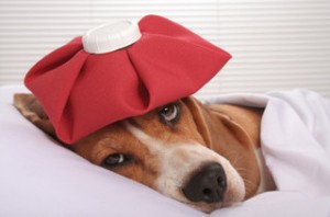 Sick dog with kennel cough