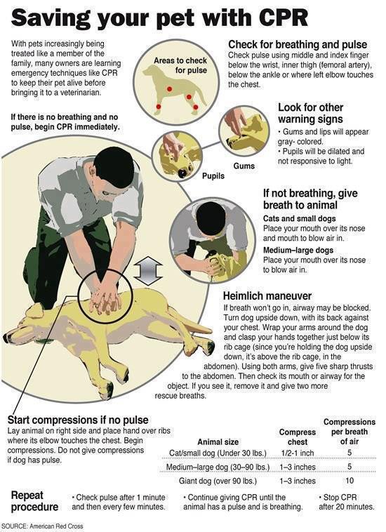 Chart CPR for Dogs
