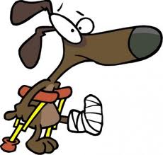 Prolotherapy for dogs