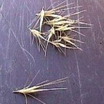 San Francisco Dog Walkers deal with Foxtails