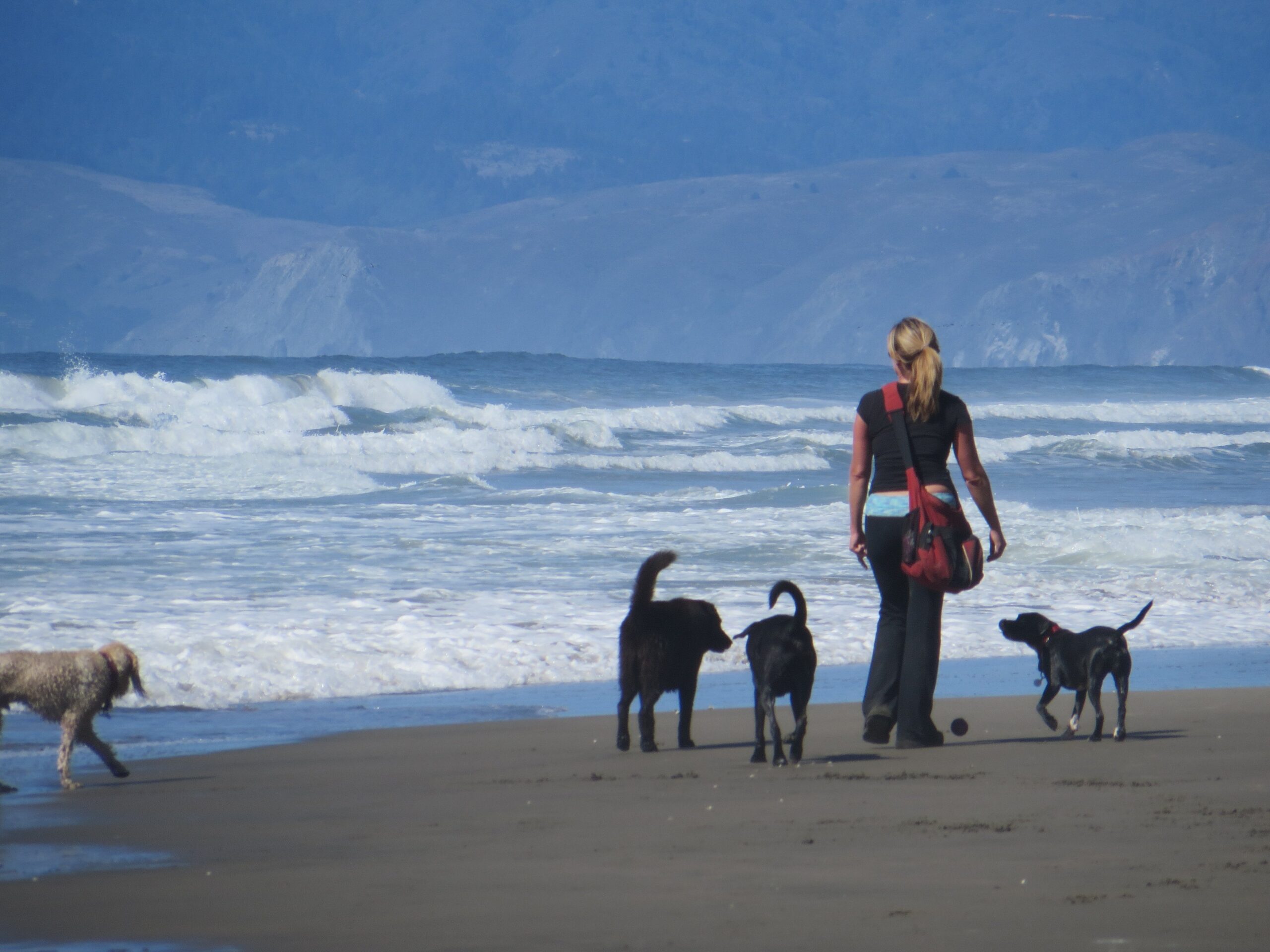What's it like being a San Francisco Dog Walker?