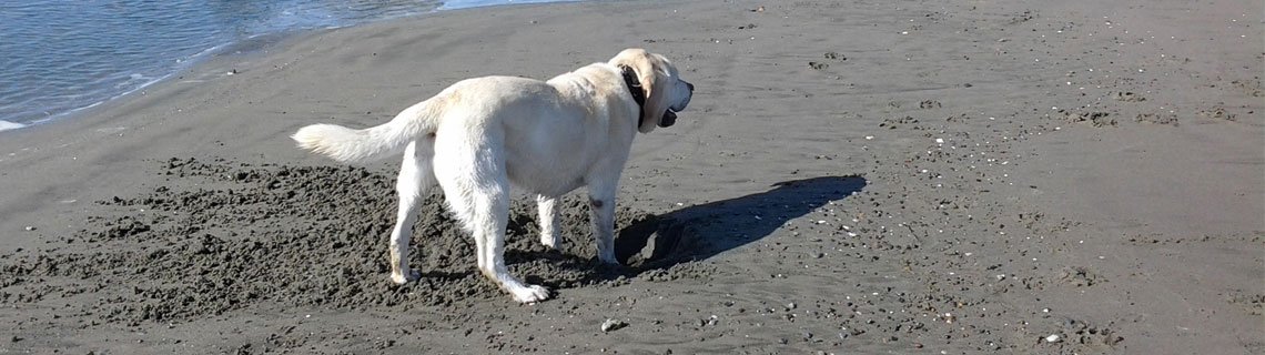Dog with arthritis