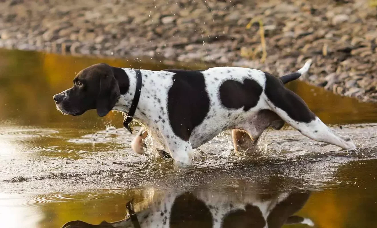 Leptospirosis warning