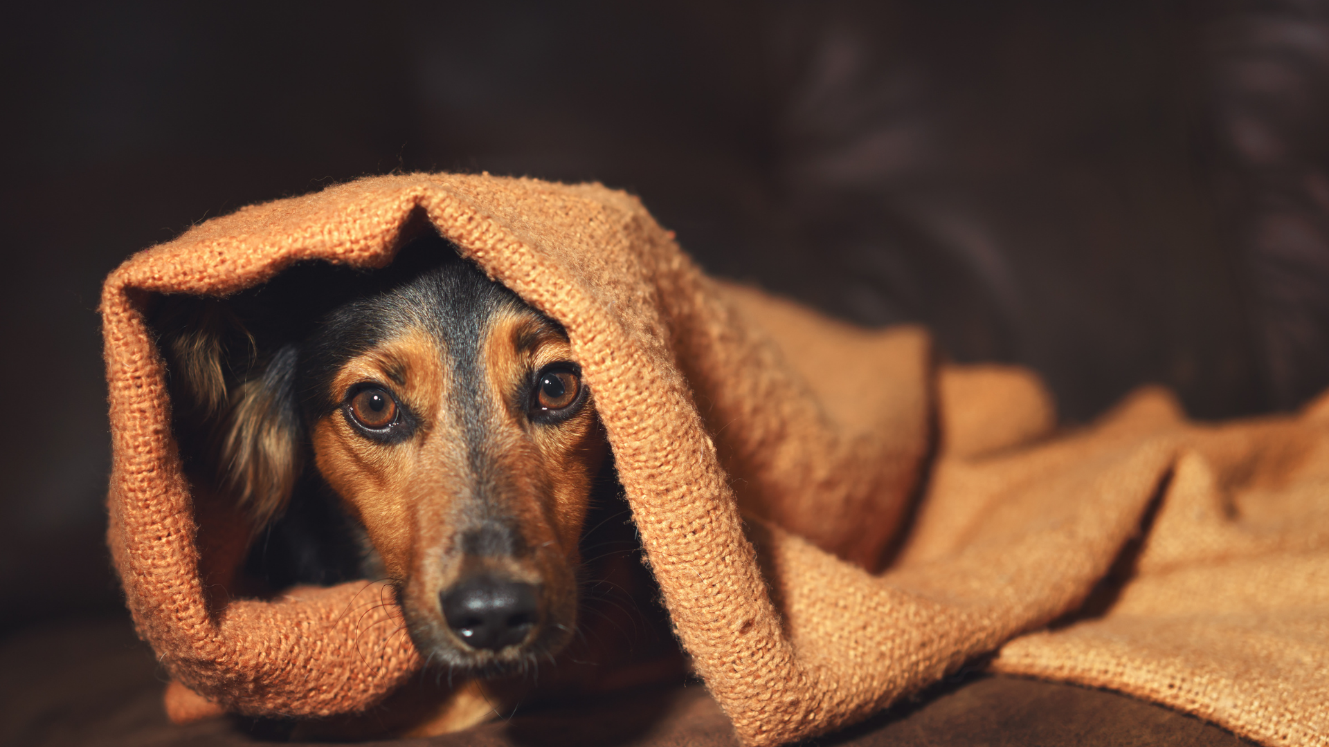 Managing anxious dogs