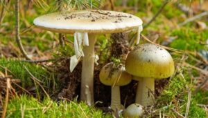 Amanita phalloides group