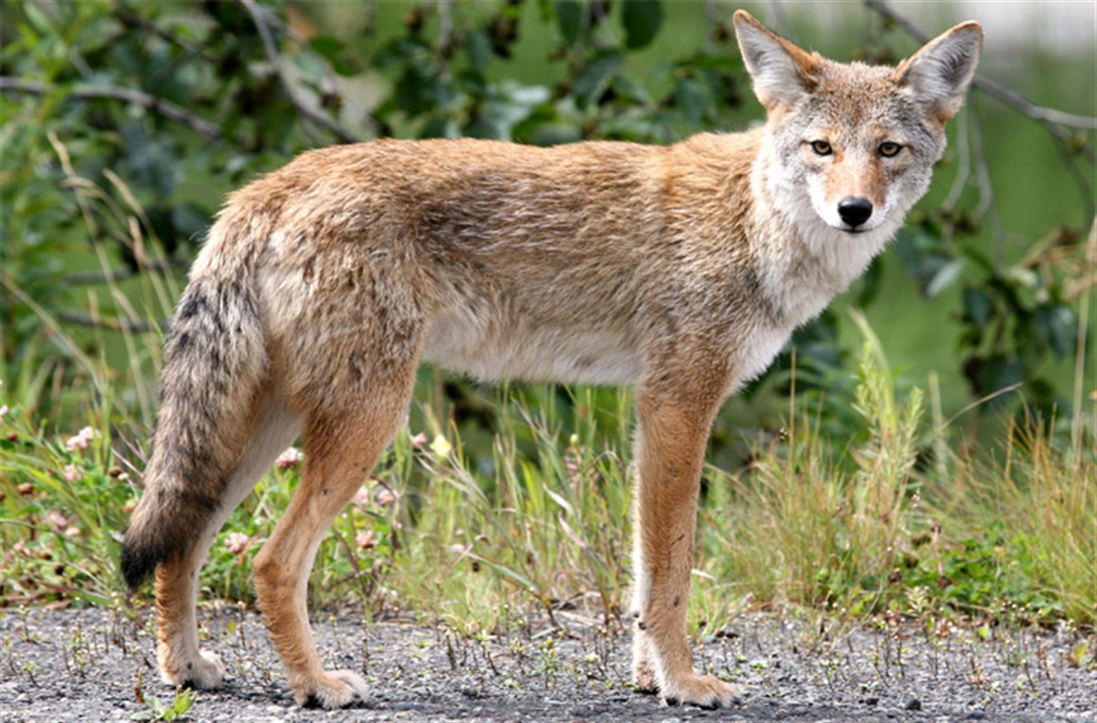 Educational Video Re: Coyote Behaviors