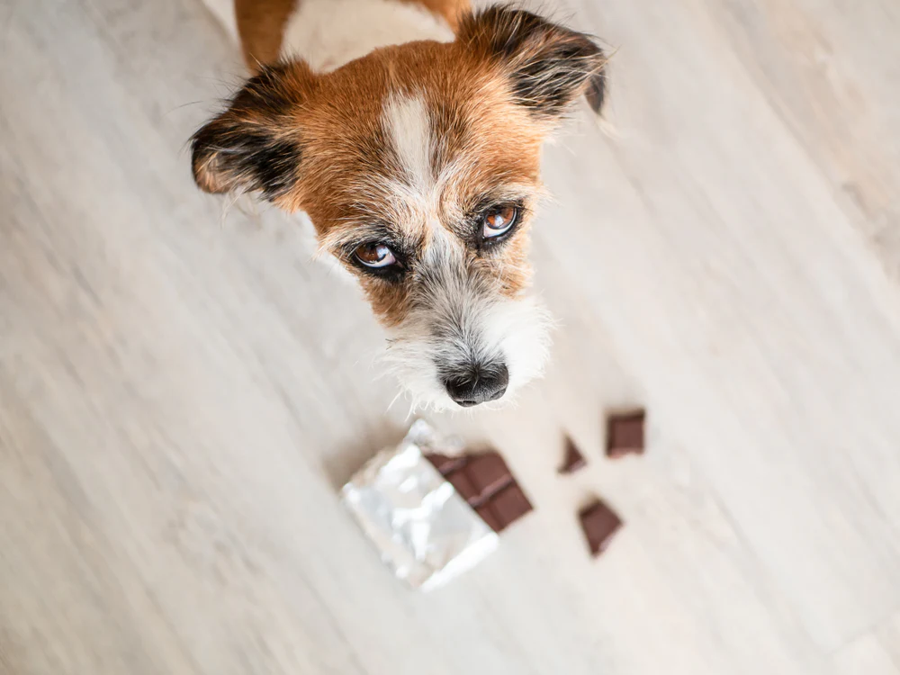 Dog Poisons