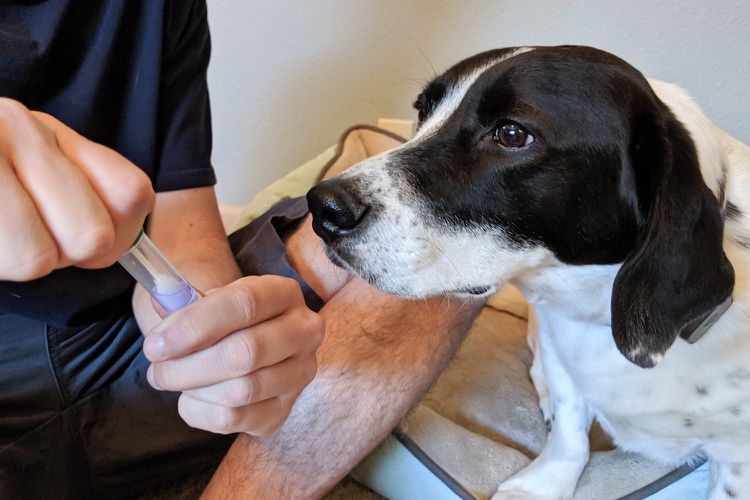 Dog DNA Testing Kit