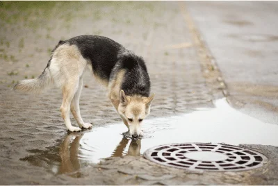 Dog drinking from a puddle - Dead Seals and Dirty Puddles