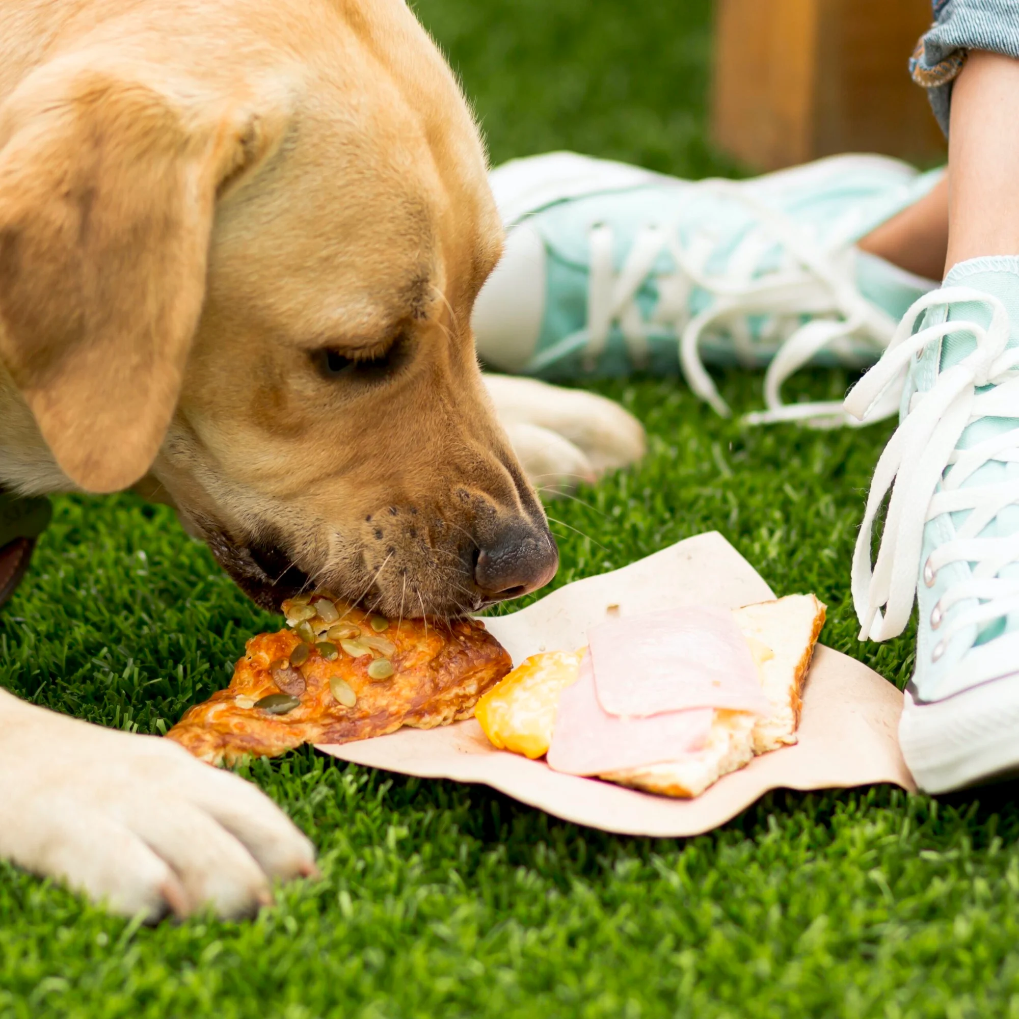 Dog eating food outdoors