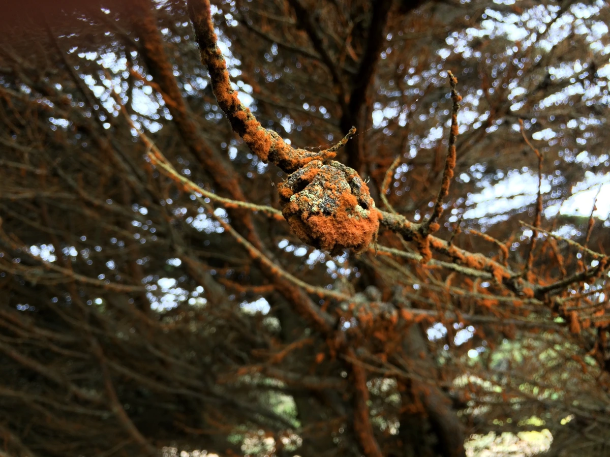 What Causes Orange Substance on Trees in SF?