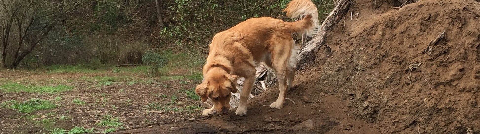 best dog walker San Francisco