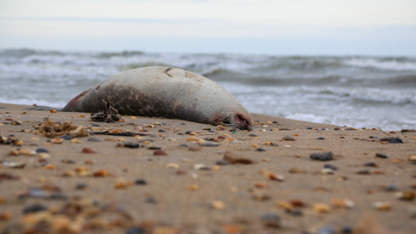 Tales From a SF Dog Walker- Dirty Puddles and Dead Seals