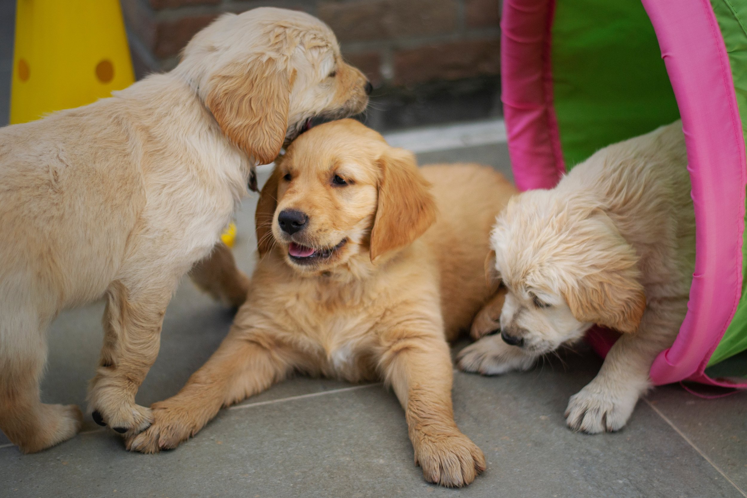 Highly Recommended Activity – Puppy Socials