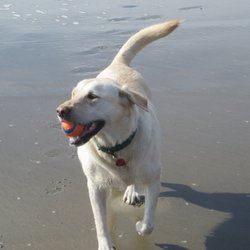 Roxy Fun At Beach with Ball