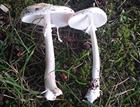 Amanita bisporigera/virosa
Very poisonous mushroom