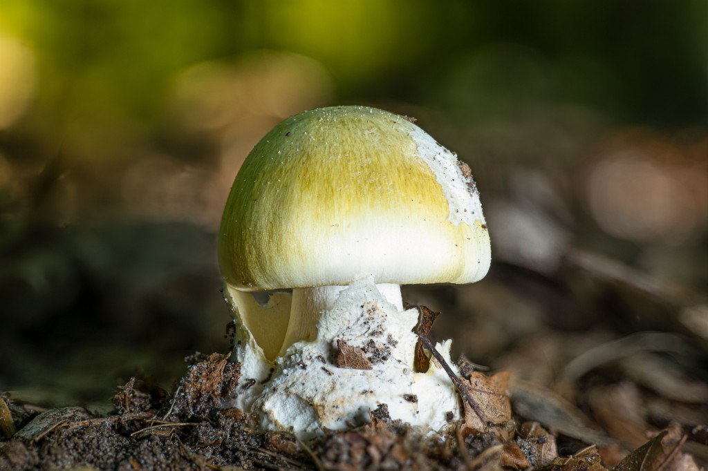 Poisonous Mushroom Identification