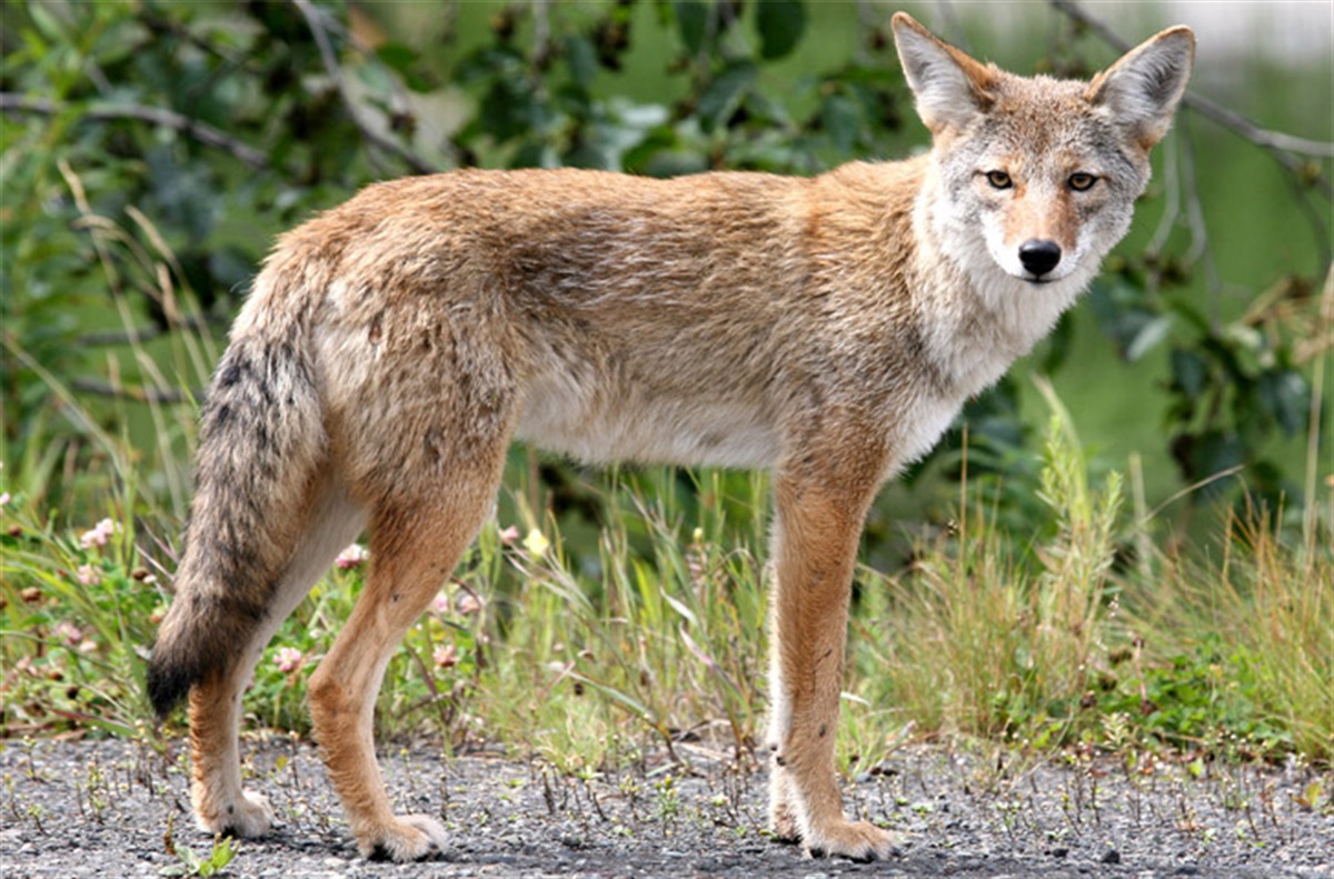 Coyotes in San Francisco Parks