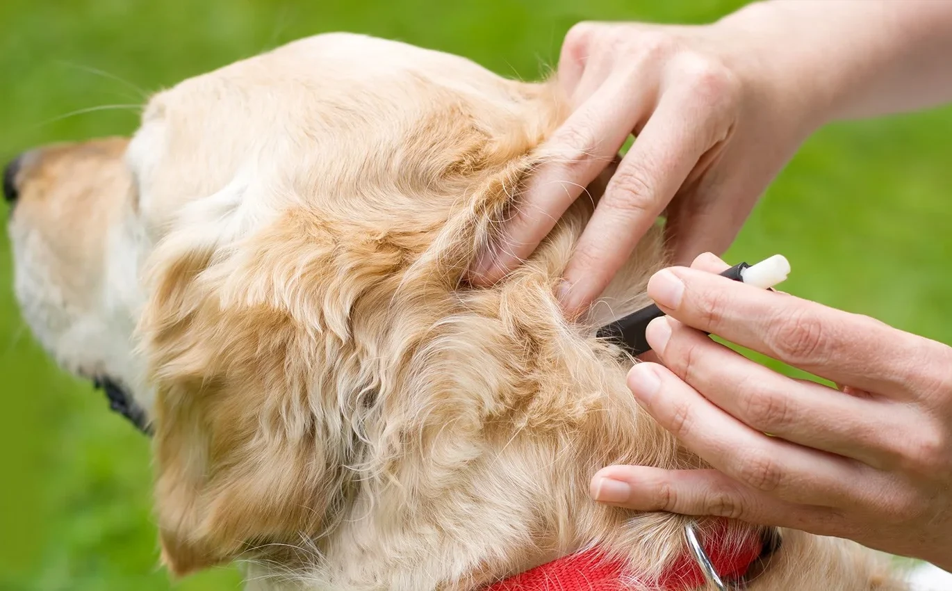 How to Remove Ticks on Dogs