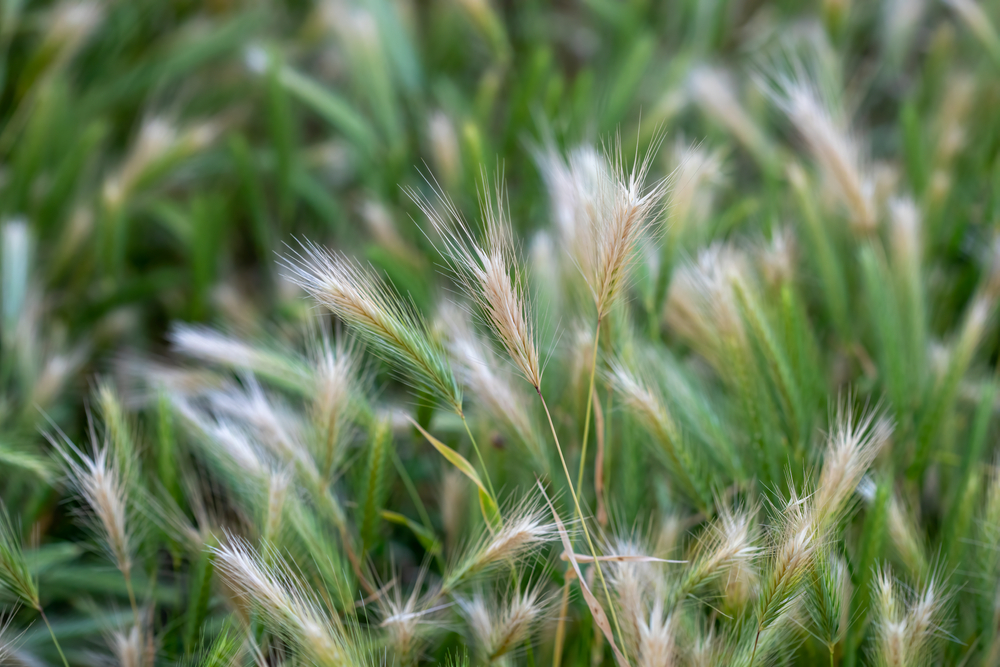 San Francisco Dog Walkers deal with Foxtails