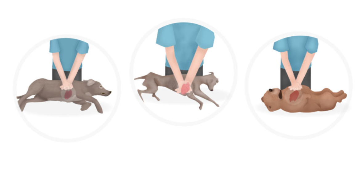 How to Do Cpr on a Dog: A San Fransisco Dog Walker’s Guide