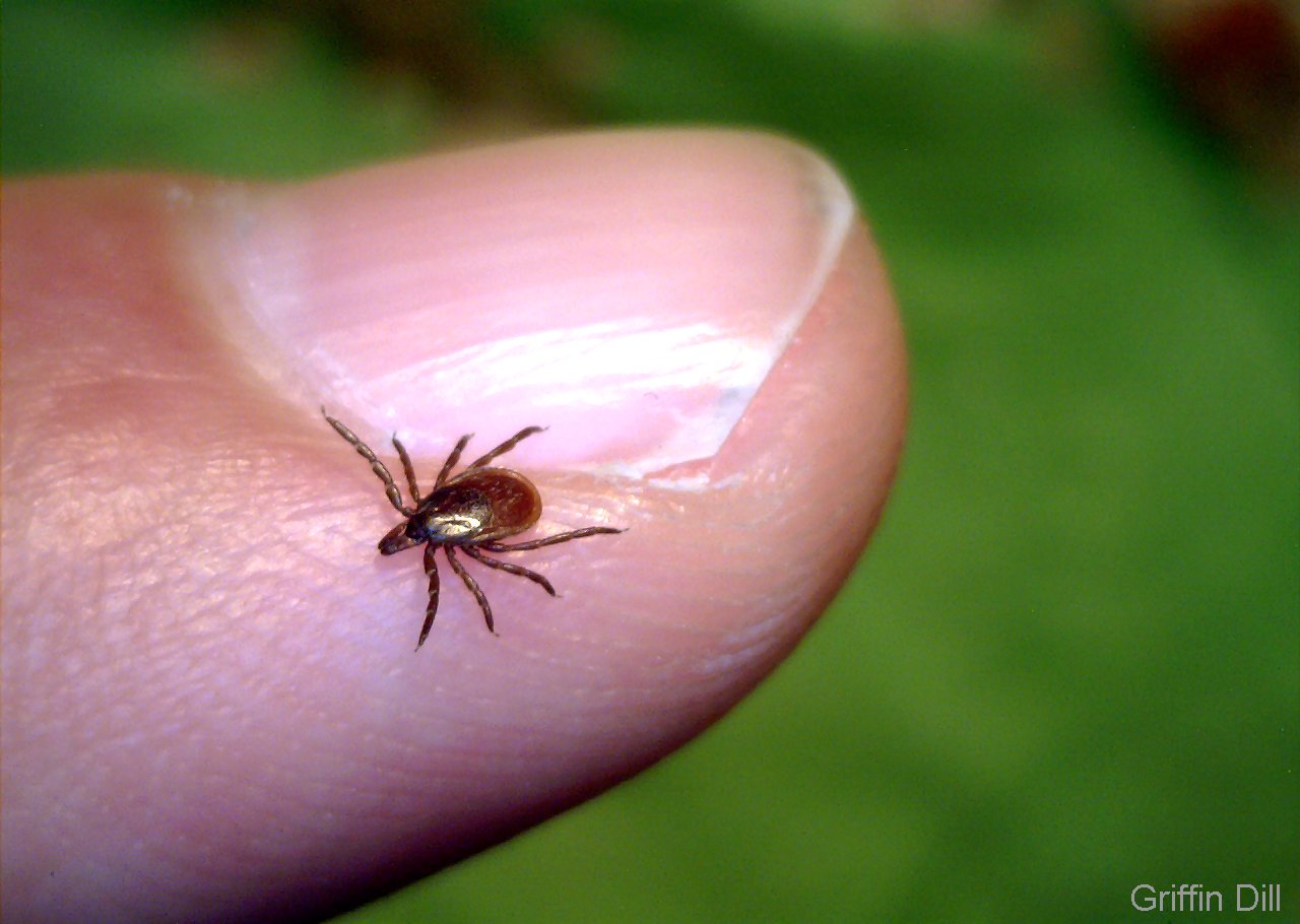 Tick Season Hits McLaren Park