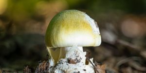 Poisonous Mushroom Identification