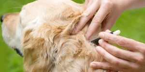 How to Remove Ticks on Dogs