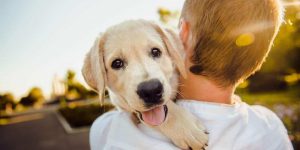 Why it is Important to get Pet Insurance for Dog!