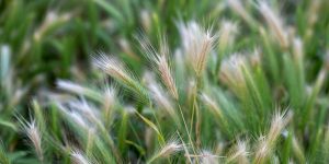 San Francisco Dog Walkers deal with Foxtails