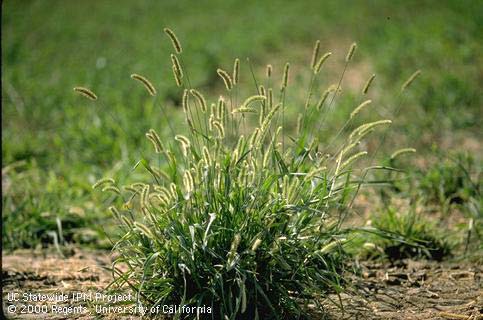 Mature Yellow Foxtail