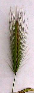Red Brome