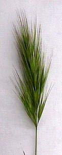 Red Brome variation