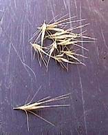 Dry seeds of Wild Barley