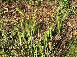 Wild Barley Plant