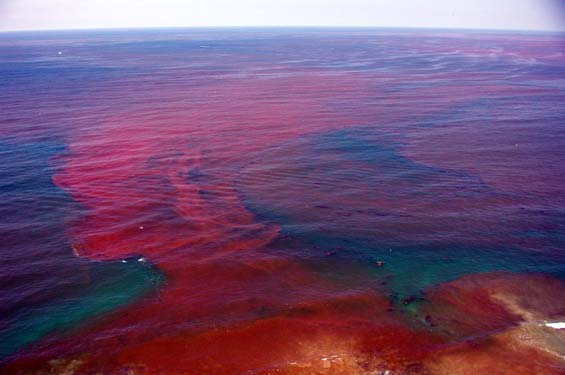 Red Tide in San Diego
